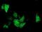 ADP-ribosylation factor GTPase-activating protein 1 antibody, NBP2-00513, Novus Biologicals, Immunocytochemistry image 