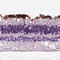 Rhodopsin antibody, HPA013440, Atlas Antibodies, Immunohistochemistry paraffin image 