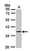 Ribosome Production Factor 2 Homolog antibody, PA5-21813, Invitrogen Antibodies, Western Blot image 