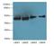 Cell growth-regulating nucleolar protein antibody, A67750-100, Epigentek, Western Blot image 