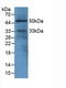 EGF Like Domain Multiple 7 antibody, LS-C373760, Lifespan Biosciences, Western Blot image 