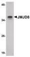Jumonji Domain Containing 8 antibody, PA5-20810, Invitrogen Antibodies, Western Blot image 