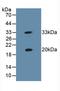 Heat shock protein beta-2 antibody, LS-C294418, Lifespan Biosciences, Western Blot image 