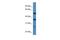 SERPINE1 MRNA Binding Protein 1 antibody, GTX47407, GeneTex, Western Blot image 