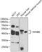 NFKB Inhibitor Beta antibody, 19-852, ProSci, Western Blot image 