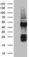 Family With Sequence Similarity 131 Member C antibody, LS-C795605, Lifespan Biosciences, Western Blot image 