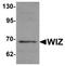 Protein Wiz antibody, TA319993, Origene, Western Blot image 