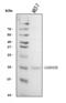 Growth Arrest And DNA Damage Inducible Beta antibody, A03508-1, Boster Biological Technology, Western Blot image 