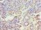 Abhydrolase Domain Containing 5 antibody, LS-C378204, Lifespan Biosciences, Immunohistochemistry frozen image 