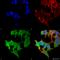 Ubiquitin C-Terminal Hydrolase L1 antibody, SMC-216A-P594, StressMarq, Immunocytochemistry image 