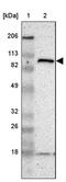 FA Complementation Group B antibody, PA5-51829, Invitrogen Antibodies, Western Blot image 