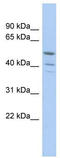 Tripartite Motif Containing 50 antibody, TA335359, Origene, Western Blot image 