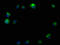Reticulon 4 Receptor Like 2 antibody, CSB-PA774805NA01HU, Cusabio, Immunofluorescence image 