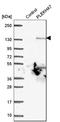 Pleckstrin Homology Domain Containing A7 antibody, HPA038610, Atlas Antibodies, Western Blot image 