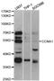 Cyclin A1 antibody, TA332803, Origene, Western Blot image 