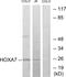 Homeobox protein Hox-1A antibody, PA5-38600, Invitrogen Antibodies, Western Blot image 