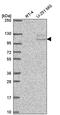 TSR1 Ribosome Maturation Factor antibody, PA5-65764, Invitrogen Antibodies, Western Blot image 