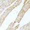 Calcitonin Related Polypeptide Beta antibody, A08354, Boster Biological Technology, Immunohistochemistry frozen image 