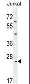 Claudin 22 antibody, LS-C168815, Lifespan Biosciences, Western Blot image 