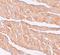 Zinc Finger And BTB Domain Containing 9 antibody, LS-C144308, Lifespan Biosciences, Immunohistochemistry frozen image 