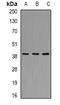 Heat Shock Protein Family D (Hsp60) Member 1 antibody, orb388244, Biorbyt, Western Blot image 