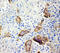 Integrin Binding Sialoprotein antibody, LS-C312662, Lifespan Biosciences, Immunohistochemistry frozen image 