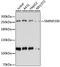 Small Nuclear Ribonucleoprotein U5 Subunit 200 antibody, 19-992, ProSci, Western Blot image 
