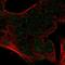 CCAAT/enhancer-binding protein alpha antibody, HPA067937, Atlas Antibodies, Immunofluorescence image 