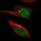 PiggyBac Transposable Element Derived 4 antibody, HPA059823, Atlas Antibodies, Immunofluorescence image 