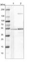 Notchless Homolog 1 antibody, NBP1-83860, Novus Biologicals, Western Blot image 