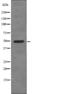 BCL3 Transcription Coactivator antibody, PA5-64818, Invitrogen Antibodies, Western Blot image 