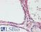 Aconitase 1 antibody, LS-C440246, Lifespan Biosciences, Immunohistochemistry paraffin image 