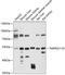 AT antibody, 13-448, ProSci, Western Blot image 