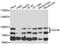 Cullin-4A antibody, LS-C748930, Lifespan Biosciences, Western Blot image 