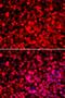 Poly(U)-binding-splicing factor PUF60 antibody, LS-C334895, Lifespan Biosciences, Immunofluorescence image 
