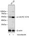 Cell Division Cycle 25C antibody, A01343S216, Boster Biological Technology, Western Blot image 