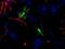 Natriuretic Peptide C antibody, M01017-2, Boster Biological Technology, Immunohistochemistry paraffin image 