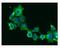 Epoxide Hydrolase 1 antibody, NBP1-30163, Novus Biologicals, Immunocytochemistry image 