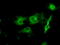 PKR2 antibody, TA501145, Origene, Immunofluorescence image 