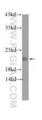 KH Domain Containing 3 Like, Subcortical Maternal Complex Member antibody, 24989-1-AP, Proteintech Group, Western Blot image 