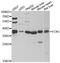 Ficolin-A antibody, A6587, ABclonal Technology, Western Blot image 
