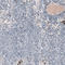 Laminin subunit alpha-1 antibody, AMAb91117, Atlas Antibodies, Immunohistochemistry frozen image 