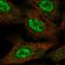Cytosolic Iron-Sulfur Assembly Component 2A antibody, HPA063729, Atlas Antibodies, Immunofluorescence image 