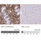 Zinc Finger E-Box Binding Homeobox 1 antibody, AMAb90510, Atlas Antibodies, Immunohistochemistry frozen image 