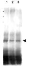Recombination protein 107 antibody, GTX48729, GeneTex, Western Blot image 