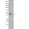 Dual Specificity Phosphatase 6 antibody, PA5-64690, Invitrogen Antibodies, Western Blot image 