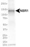 NBR1 Autophagy Cargo Receptor antibody, PA5-72960, Invitrogen Antibodies, Western Blot image 