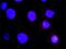 HCK Proto-Oncogene, Src Family Tyrosine Kinase antibody, H00003055-M02, Novus Biologicals, Proximity Ligation Assay image 