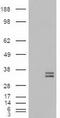 Neurotrophic factor antibody, LS-C114384, Lifespan Biosciences, Western Blot image 