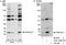 DNA Polymerase Epsilon 3, Accessory Subunit antibody, A301-245A, Bethyl Labs, Western Blot image 